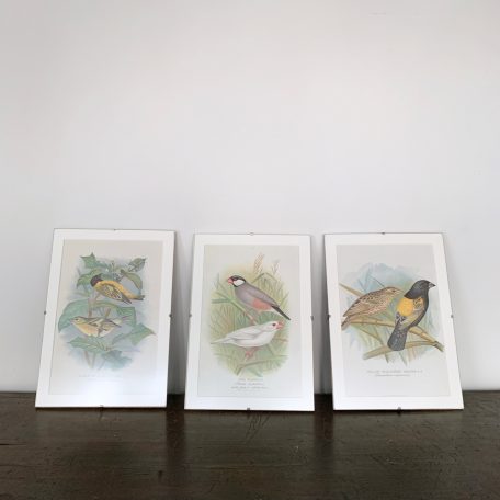 Ten Vintage Bird Prints