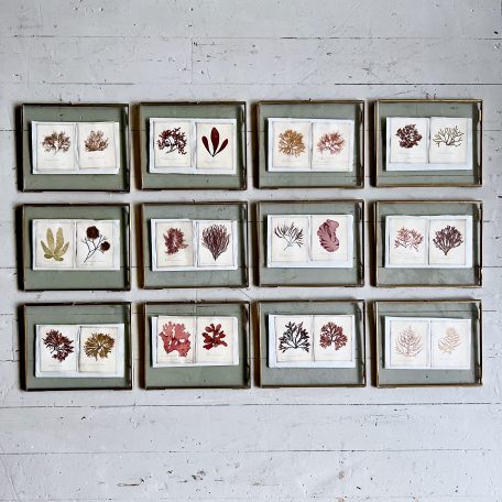 Collection of Edwardian Seaweed Presses, Newly Framed