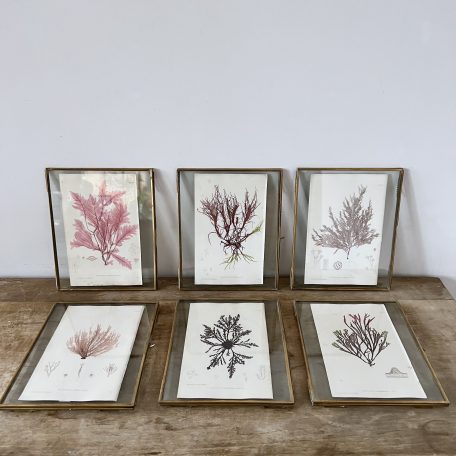 Collection of Seaweed Presses, Newly Framed