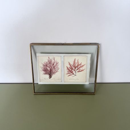 Seaweed Presses, Newly Framed